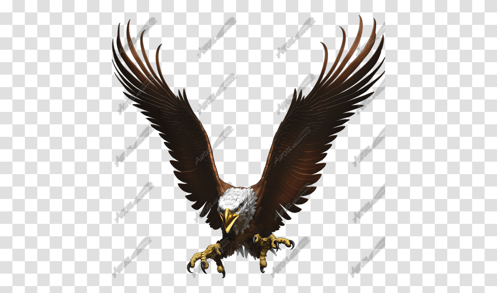 Pix, Eagle, Bird, Animal, Bald Eagle Transparent Png