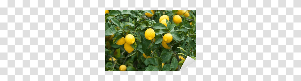 Pix Lemon Tree, Citrus Fruit, Plant, Food, Produce Transparent Png