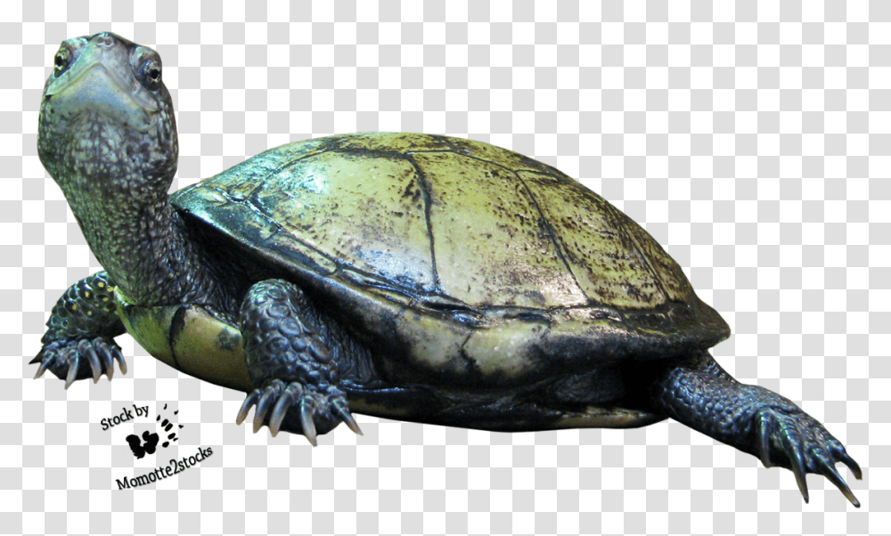 Pix Reptile Animals, Turtle, Sea Life, Box Turtle, Tortoise Transparent Png