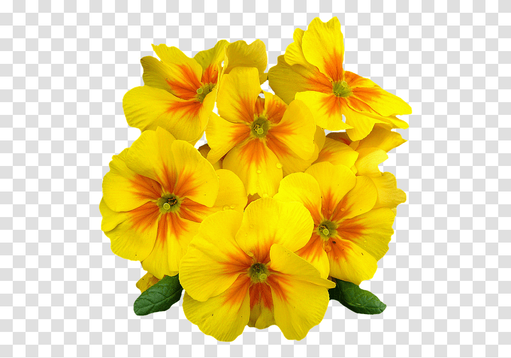 Pixabay Beautiful Yellow Flowers, Geranium, Plant, Blossom, Petal Transparent Png