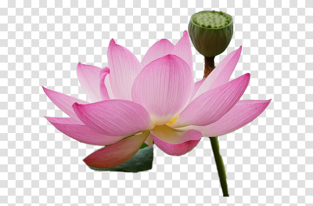 Pixabay Lotus Flower, Plant, Lily, Blossom, Pond Lily Transparent Png