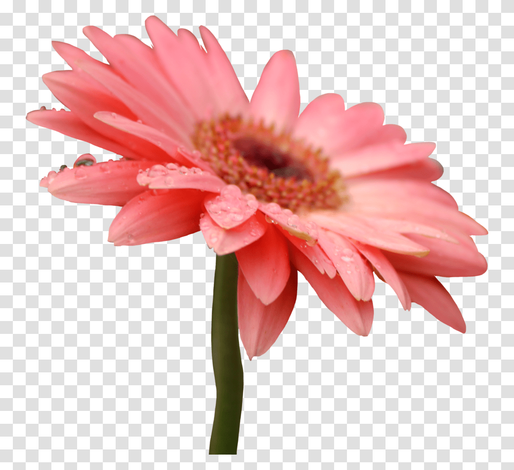 Pixel Flower Gerbera Daisy, Plant, Daisies, Blossom, Petal Transparent Png