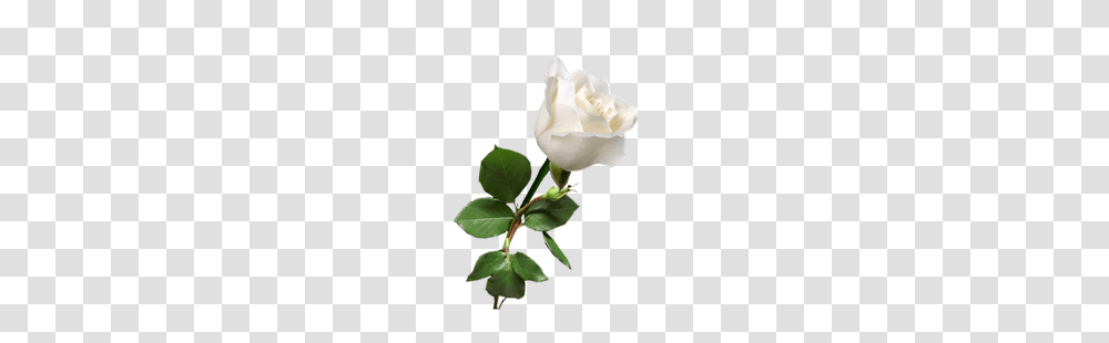 Pixel Gt Wallpaper White Rose, Flower, Plant, Blossom, Petal Transparent Png