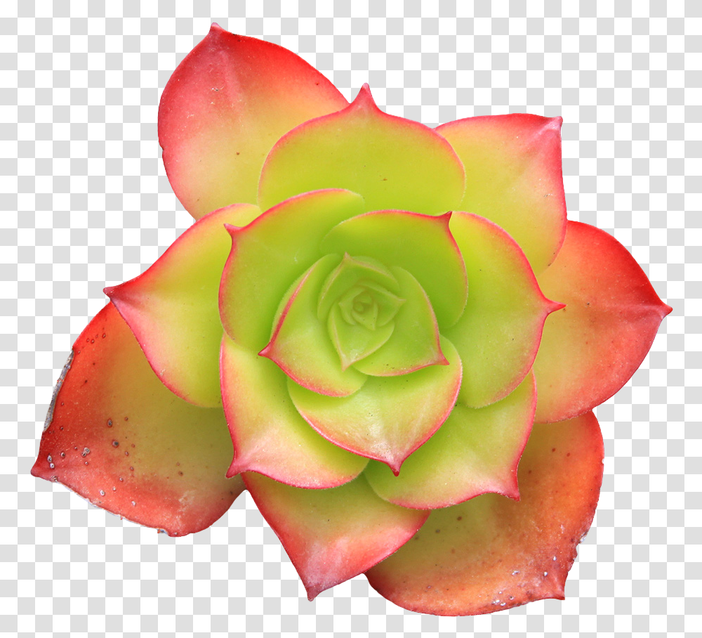 Pixel Plants Tumblr Background Succulent, Rose, Flower, Blossom, Petal Transparent Png
