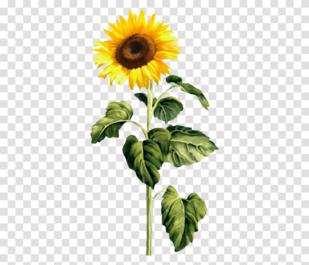 Pixel Sunflower, Plant, Blossom Transparent Png