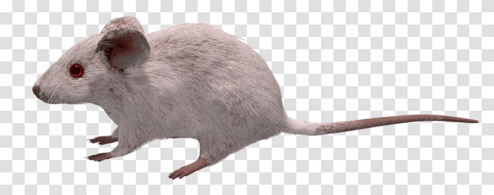 Pixels Mouse Mouse, Animal, Mammal, Rodent, Rat Transparent Png