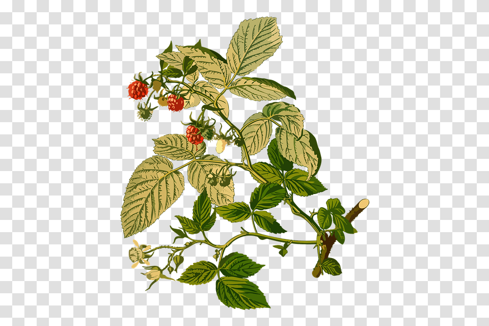 Pixels Wide Blackberries Blueberries Strawberries Rubus Idaeus, Plant, Raspberry, Fruit, Food Transparent Png