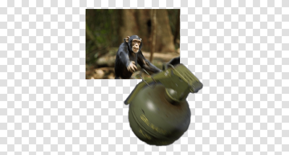 Pixilart Harambe S Uploaded By Snocthehedge Discord Monkey Throwing Grenade, Animal, Mammal, Weapon, Weaponry Transparent Png