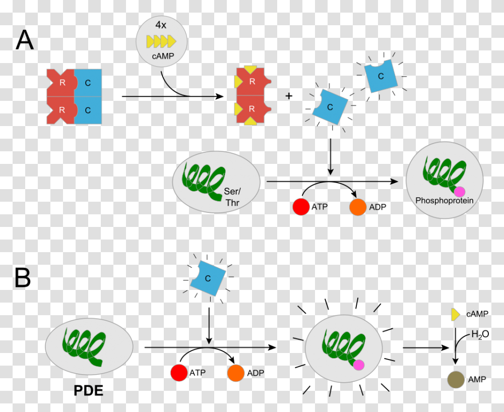 Pkarii Svg Protein Kinase, Confetti, Paper Transparent Png