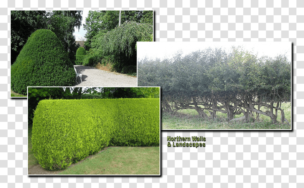 Placeholder Image Hedge, Grass, Plant, Lawn, Tree Transparent Png