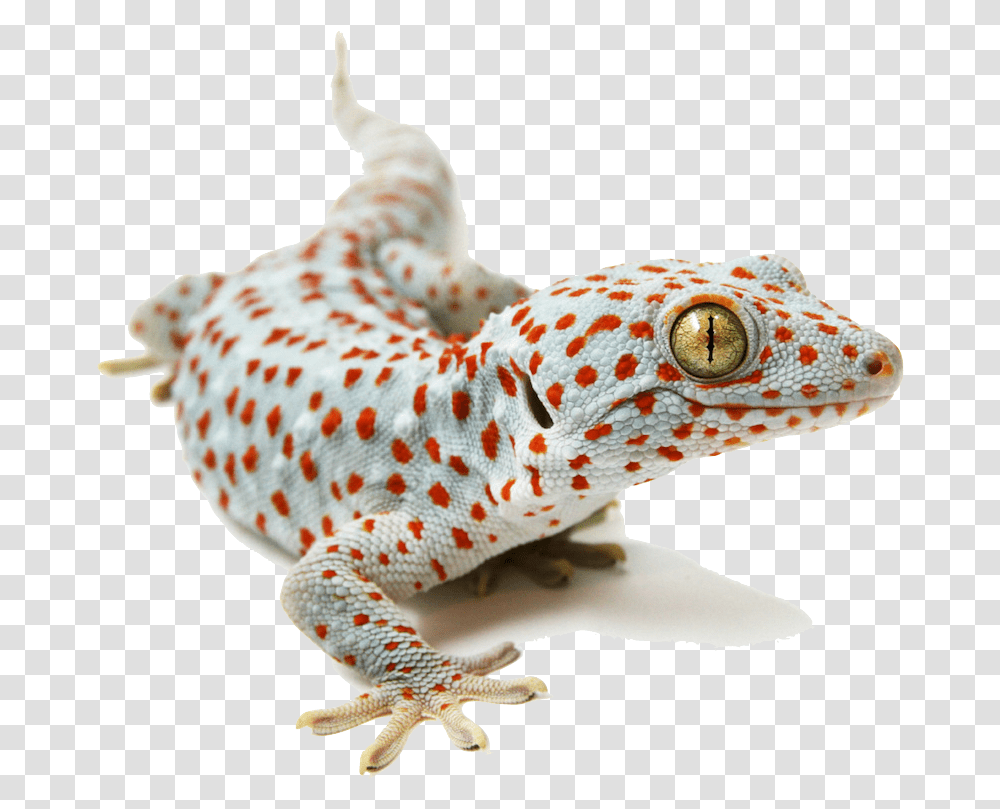 Placeholder Tokay Gecko White Background, Lizard, Reptile, Animal Transparent Png
