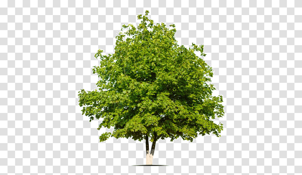 Placeholder White Oak Tree, Plant, Maple, Sycamore Transparent Png