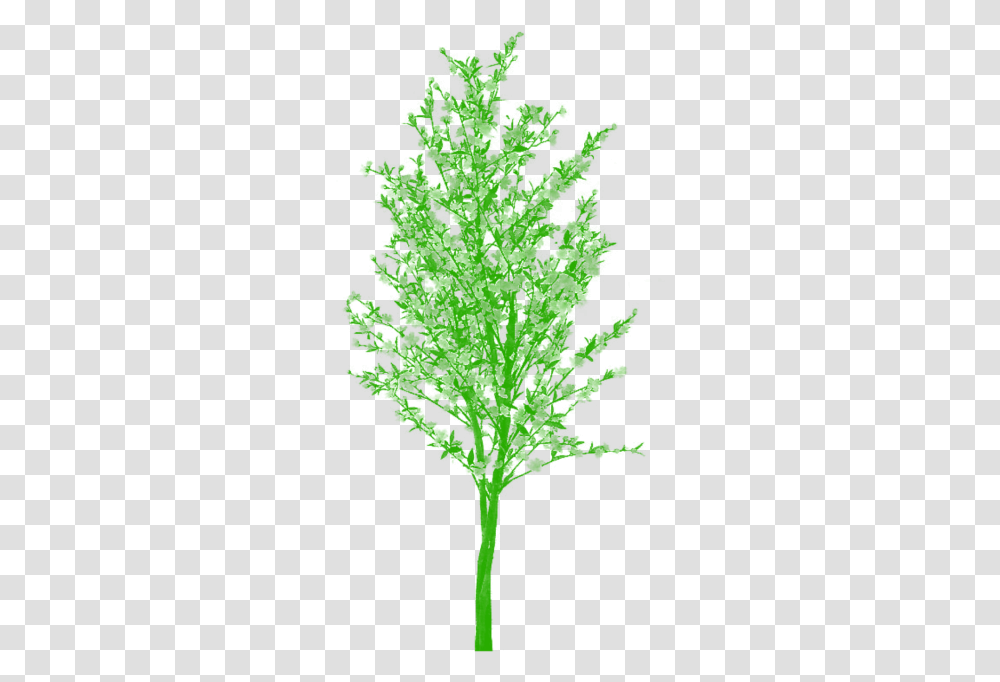 Plan Clipart Cartoon Free For Plants And Trees, Leaf, Pattern, Green, Fractal Transparent Png