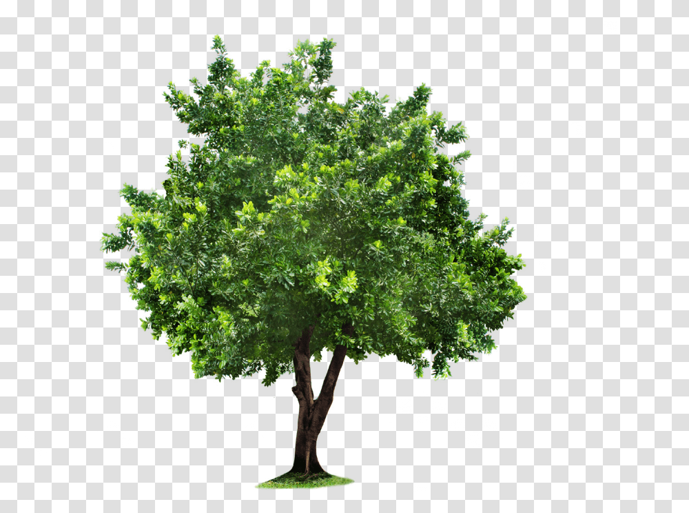 Plan Tree Download Free Clip Art High Quality Tree Transparent Png