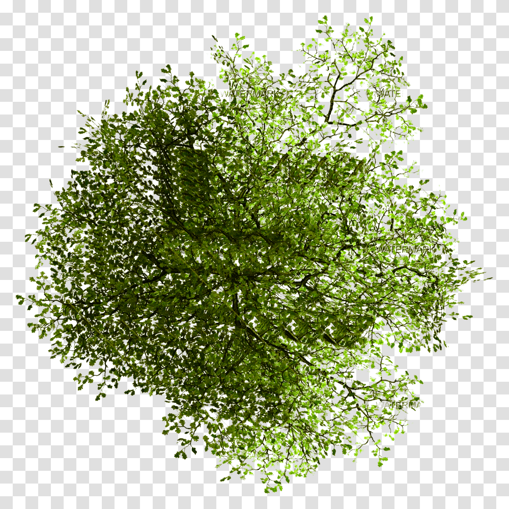 Plan Trees For Photoshop, Plant, Green, Leaf, Bush Transparent Png