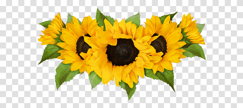 Plan Your Visit To Southern Maryland Sunflower Mazes Row Of Sunflowers, Plant, Blossom Transparent Png