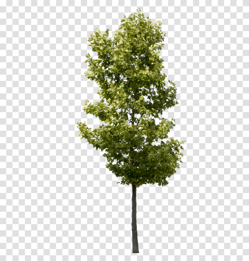 Plane Tree Deciduous Tree, Plant, Maple, Pineapple, Fruit Transparent Png