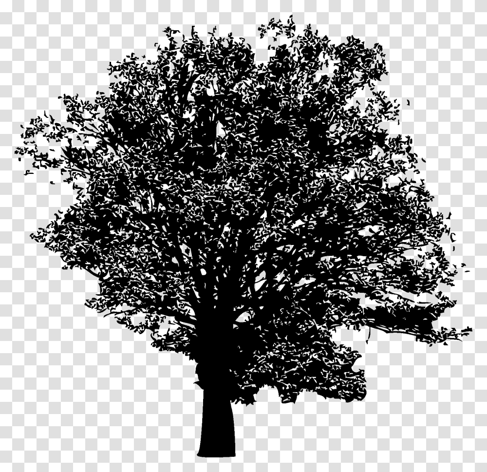 Plane Tree Family, Plant, Tree Trunk, Silhouette, Stencil Transparent Png