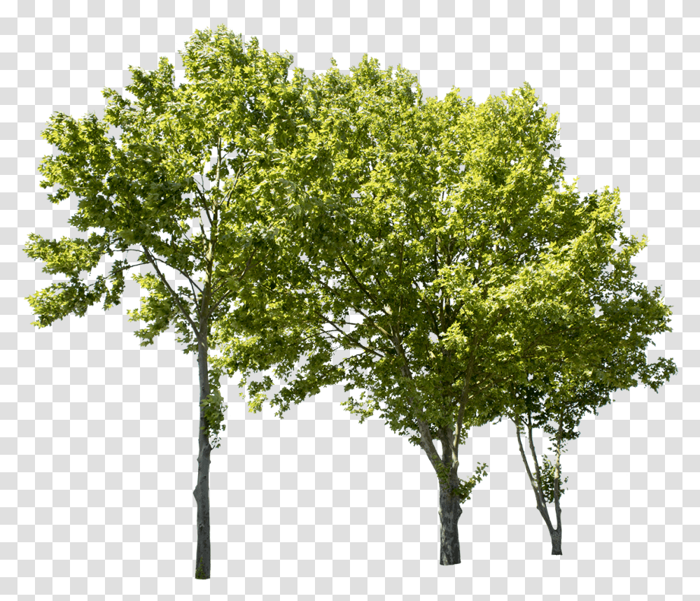 Plane Tree Group Ii Cut Out Tree, Plant, Maple, Tree Trunk, Oak Transparent Png