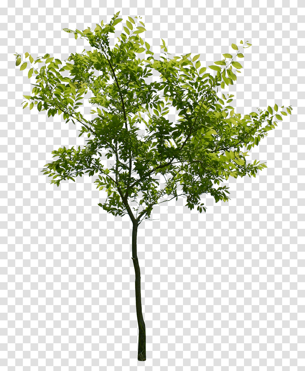 Plane, Tree, Plant, Leaf, Maple Transparent Png
