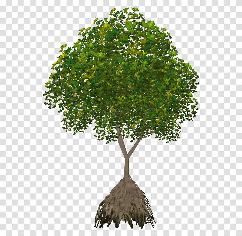 Plane, Tree, Plant, Maple, Potted Plant Transparent Png
