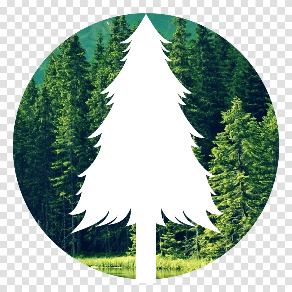 Planet Green Recycle, Tree, Plant, Fir, Abies Transparent Png