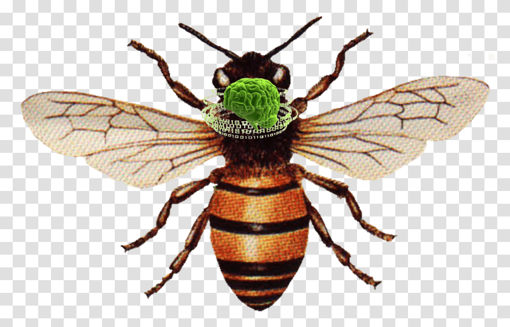 Plans To Upload The Brain Of A Honeybee Into A Flying Honey Bee, Insect, Invertebrate, Animal, Spider Transparent Png