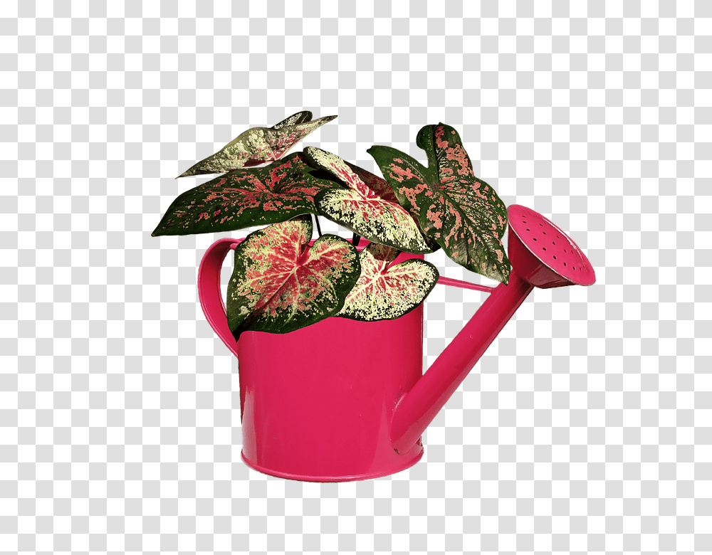 Plant 960, Nature, Tin, Can, Watering Can Transparent Png