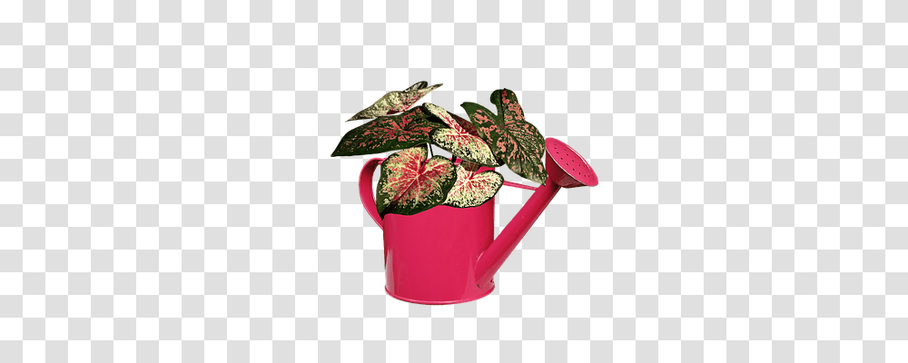 Plant Nature, Tin, Can, Watering Can Transparent Png