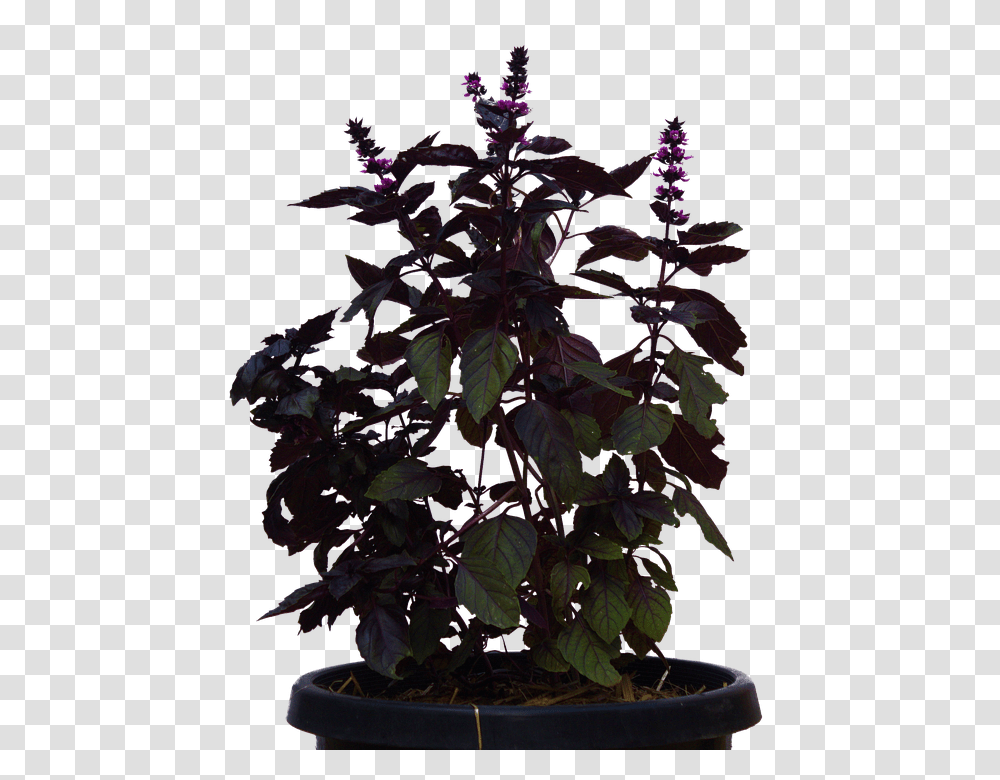 Plant 960, Food, Acanthaceae, Flower, Nature Transparent Png