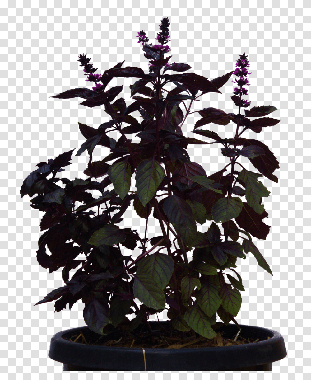 Plant Nature, Acanthaceae, Flower, Blossom Transparent Png