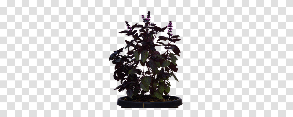 Plant Nature, Acanthaceae, Flower, Potted Plant Transparent Png