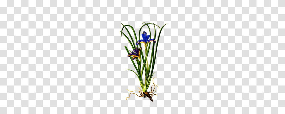 Plant Nature, Iris, Flower, Flower Arrangement Transparent Png