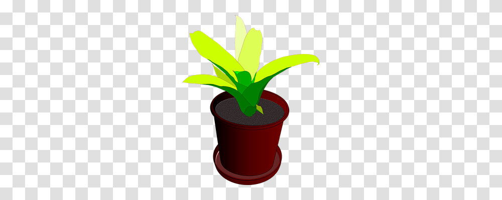 Plant Nature, Leaf, Aloe, Banana Transparent Png