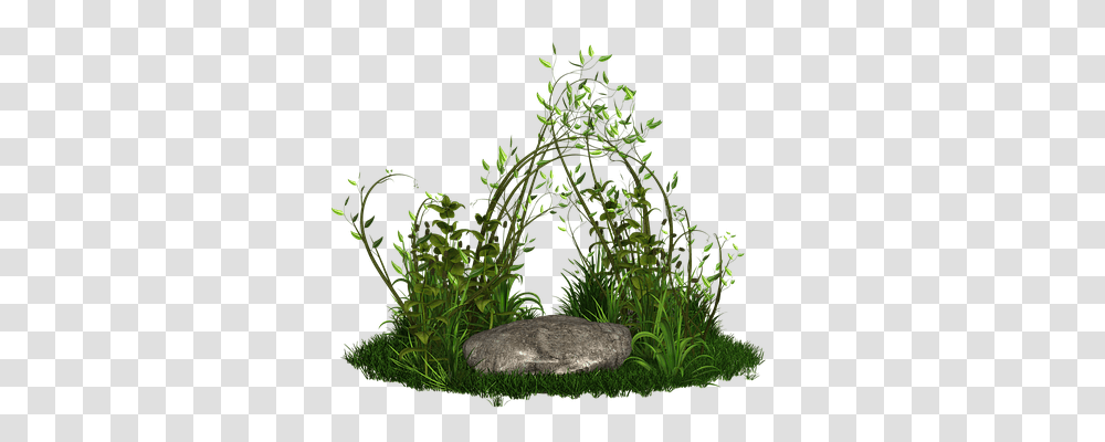 Plant Nature, Moss, Vegetation, Aquatic Transparent Png