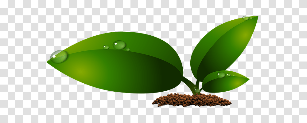 Plant Nature, Green, Leaf, Fruit Transparent Png