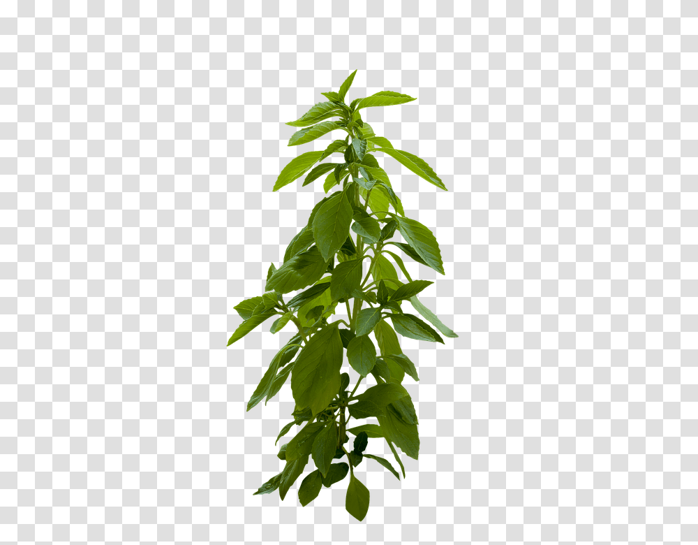 Plant 960, Nature, Leaf, Potted Plant, Vase Transparent Png