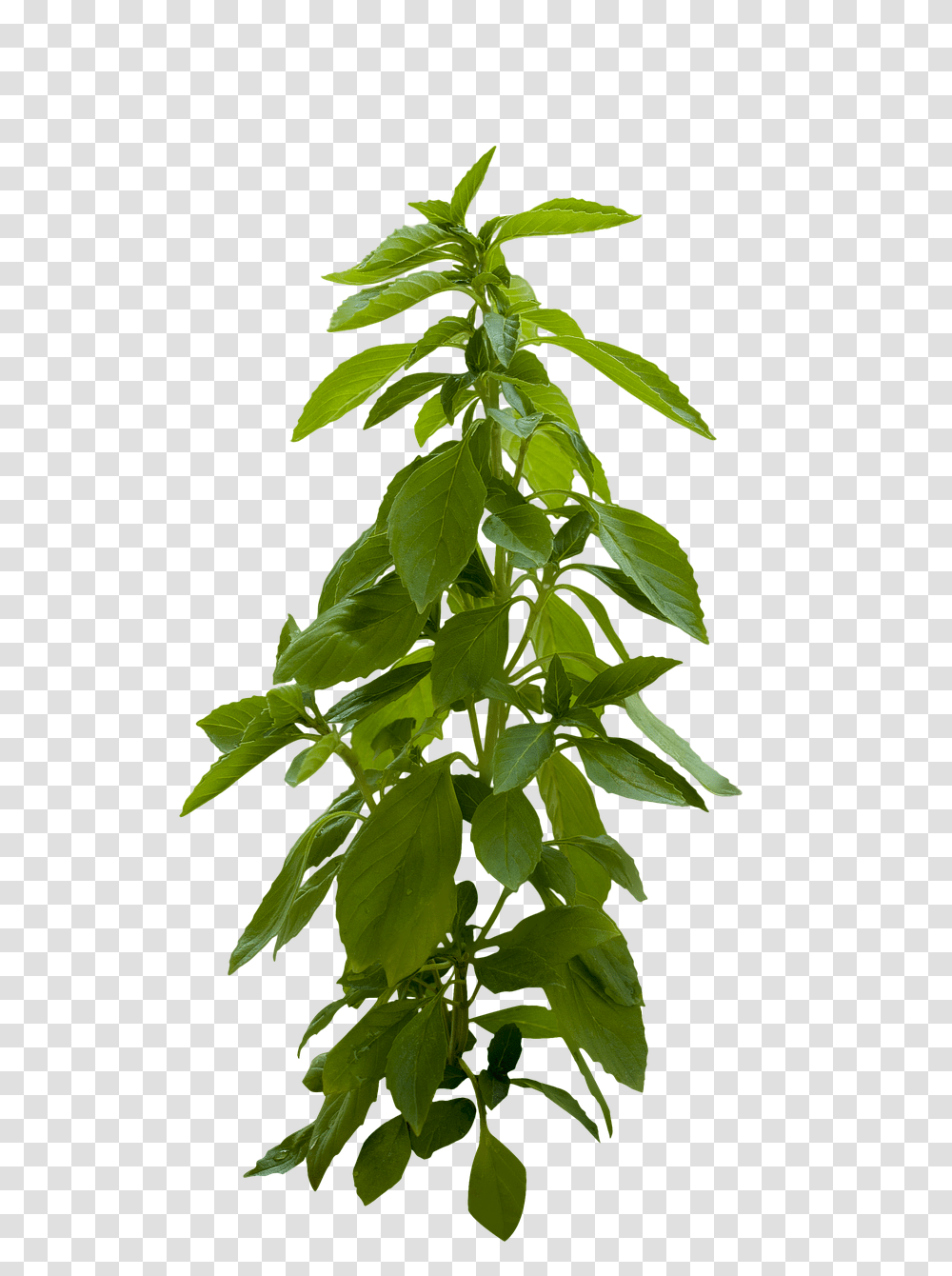 Plant Nature, Leaf, Hemp, Acanthaceae Transparent Png