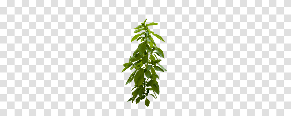 Plant Nature, Potted Plant, Vase, Jar Transparent Png