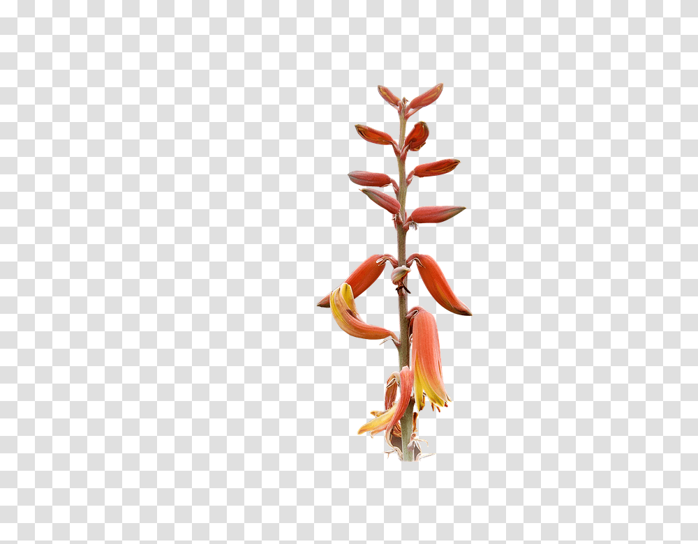 Plant 960, Nature, Tree, Flower, Blossom Transparent Png