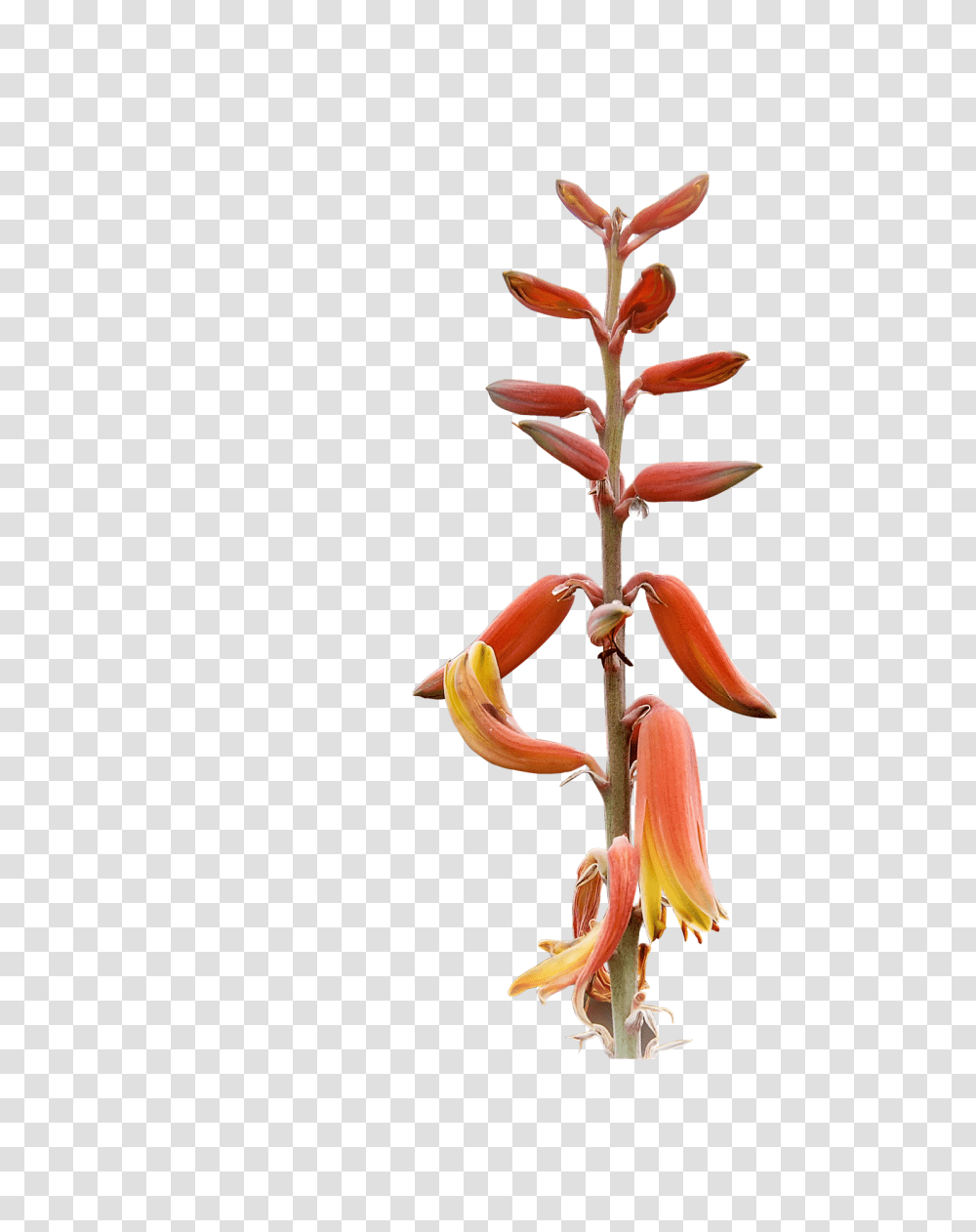 Plant Nature, Acanthaceae, Flower, Blossom Transparent Png