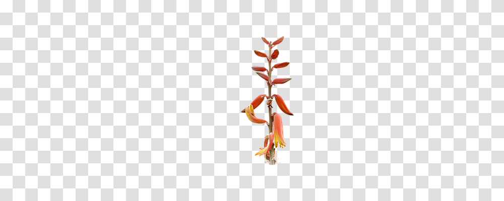 Plant Nature, Person, Human, Acrobatic Transparent Png