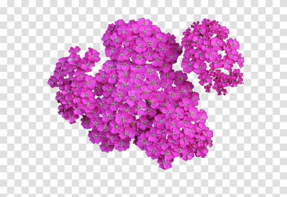 Plant 960, Flower, Geranium, Blossom, Bush Transparent Png