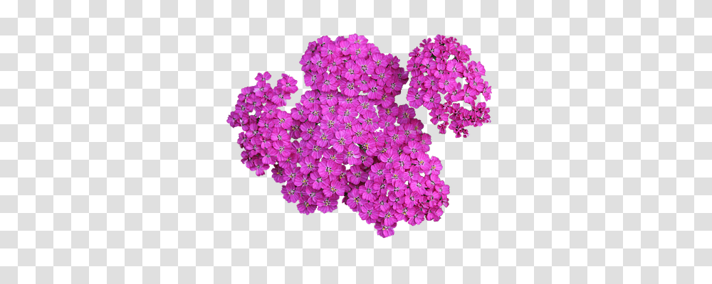 Plant Nature, Flower, Blossom, Geranium Transparent Png