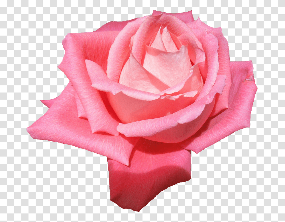 Plant 960, Flower, Rose, Blossom, Petal Transparent Png