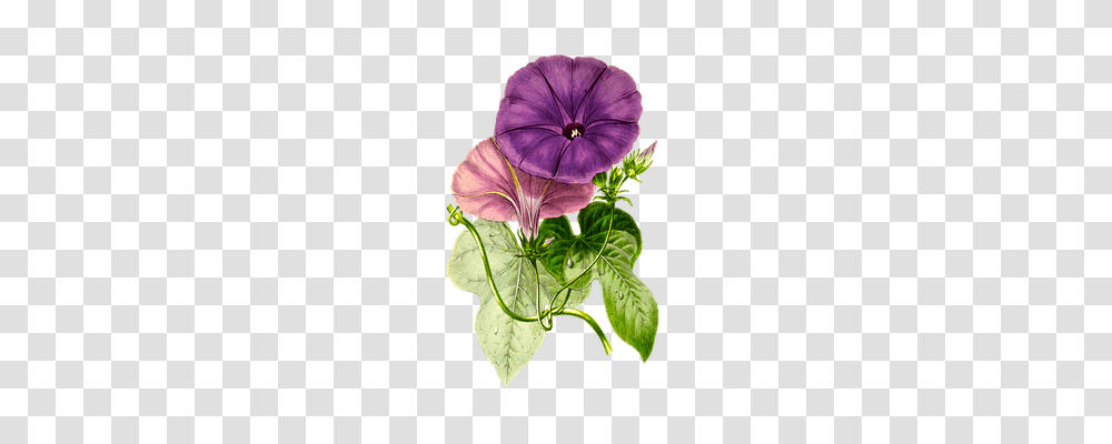 Plant Nature, Leaf, Geranium, Flower Transparent Png