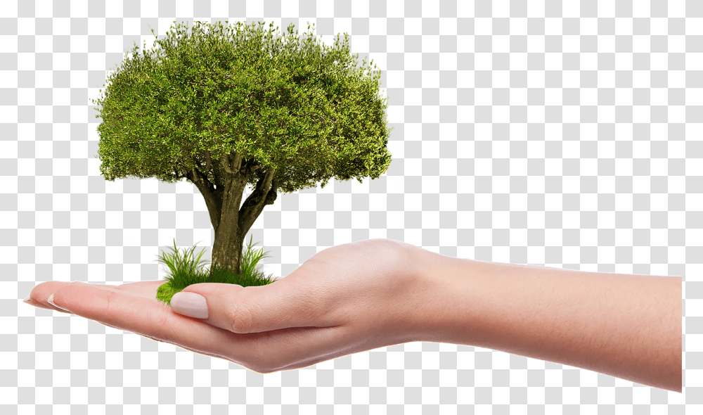 Plant A Tree, Hand, Person, Human, Potted Plant Transparent Png