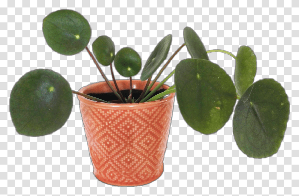Plant Aesthetic Arthoe Planthoe Plants Flower Flowerpot, Leaf Transparent Png