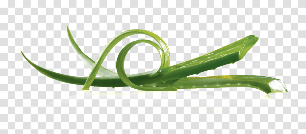 Plant Aloe Cartoon Free Download Vector, Green, Vegetable, Food, Produce Transparent Png