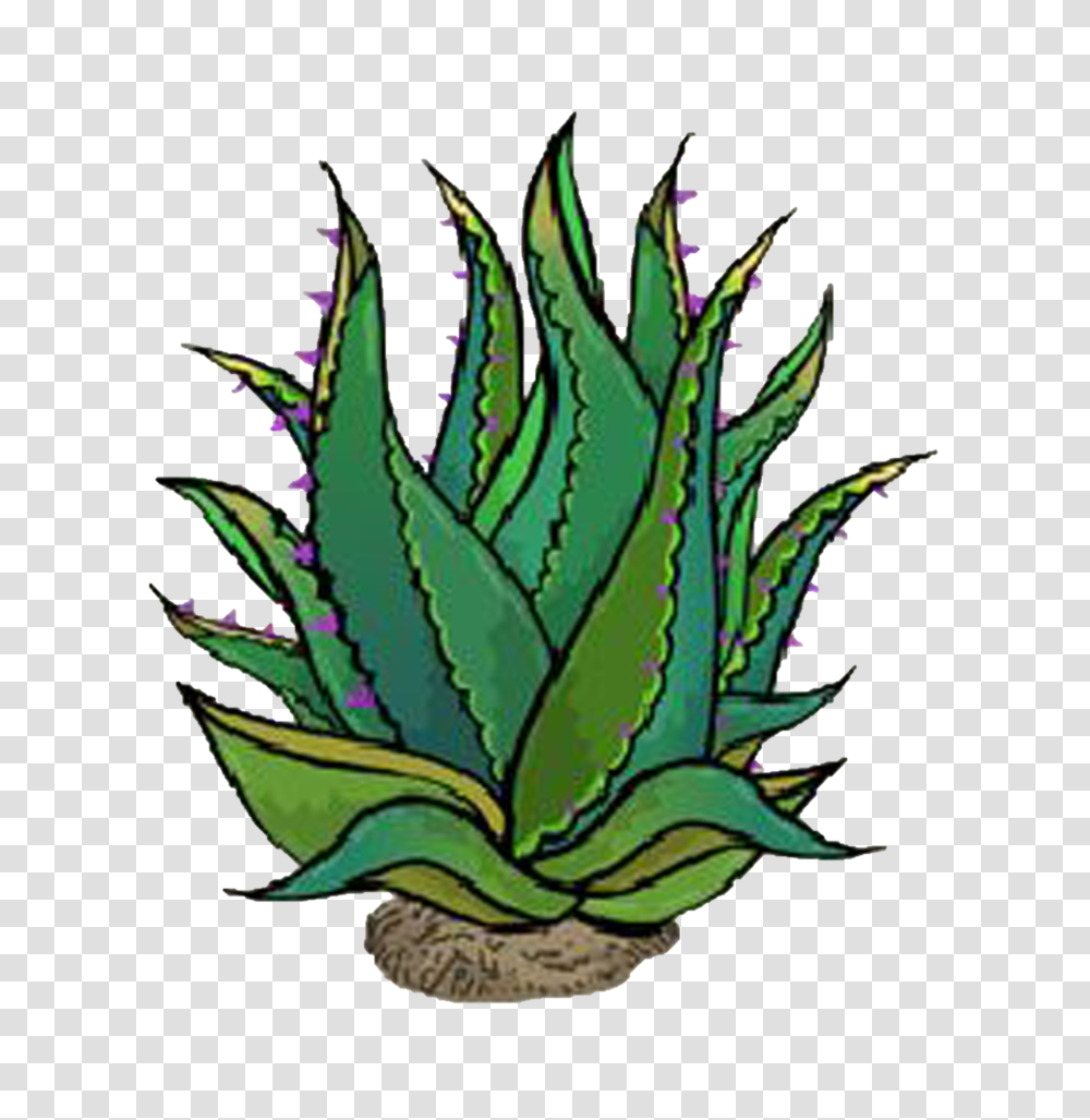 Plant, Aloe Transparent Png